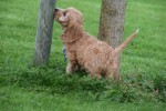 Cockapoo (reu) 44605