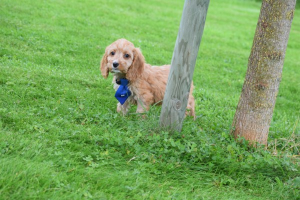 Cockapoo (reu) 44605
