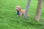 Cockapoo (reu) 44605