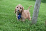 Cockapoo (reu) 44605