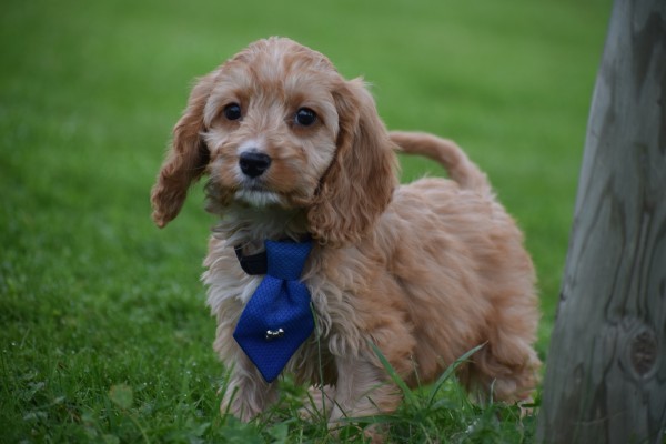 Cockapoo (reu) 44605