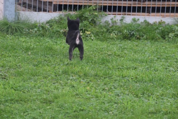 Shiba Inu (reu) 75623