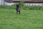 Shiba Inu (reu) 75623