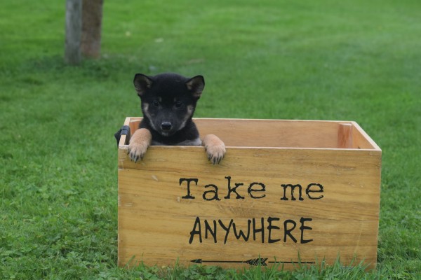 Shiba Inu (reu) 75623