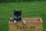Shiba Inu (reu) 75621
