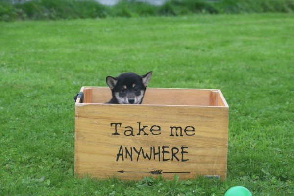 Shiba Inu (reu) 75621