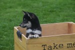 Shiba Inu (reu) 75621