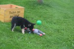 Shiba Inu (reu) 75621