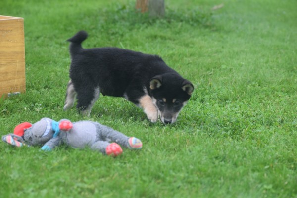 Shiba Inu (reu) 75621