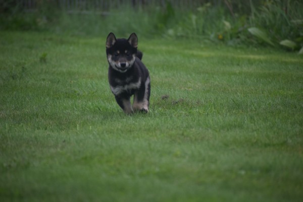 Shiba Inu (reu) 75621