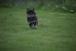 Shiba Inu (reu) 75621