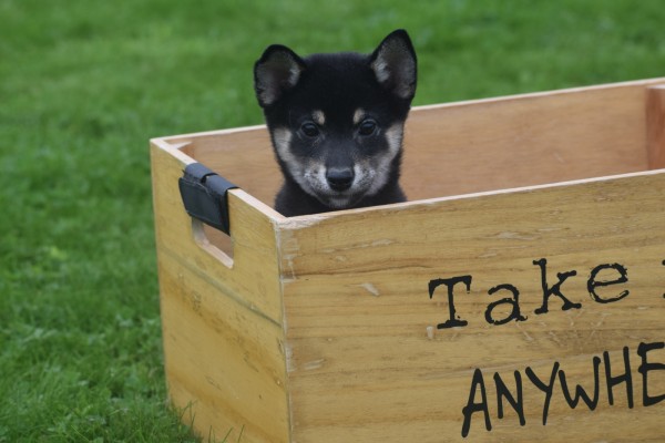 Shiba Inu (reu) 75624