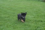 Shiba Inu (reu) 75624