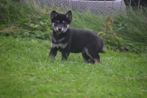 Shiba Inu (reu) 75624