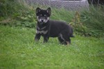 Shiba Inu (reu) 75624