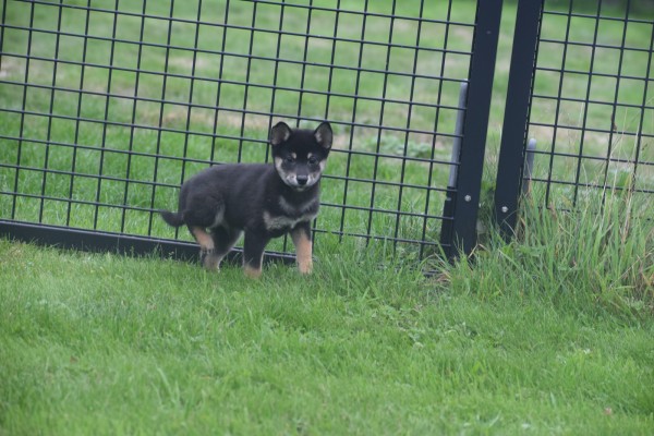 Shiba Inu (reu) 75624
