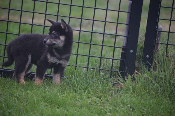 Shiba Inu (reu) 75624