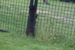 Shiba Inu (reu) 75624