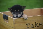 Shiba Inu (reu) 75622