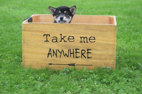 Shiba Inu (reu) 75622