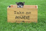 Shiba Inu (reu) 75622