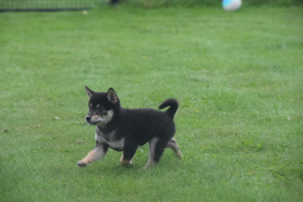 Shiba Inu (reu) 75622