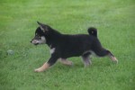 Shiba Inu (reu) 75622