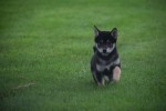 Shiba Inu (reu) 75622