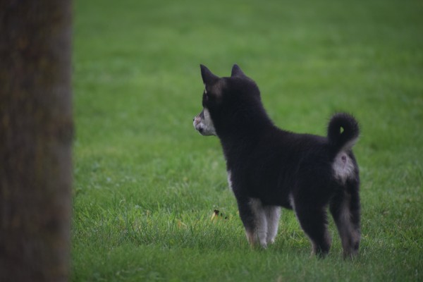 Shiba Inu (reu) 75622