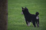 Shiba Inu (reu) 75622