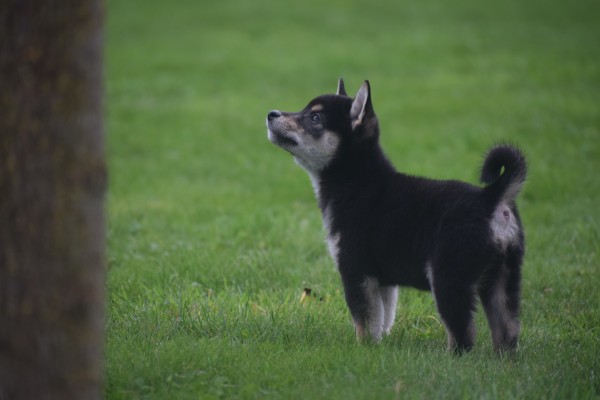 Shiba Inu (reu) 75622