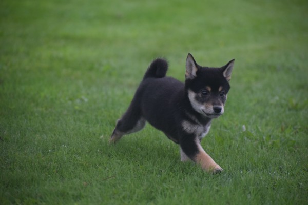 Shiba Inu (reu) 75622