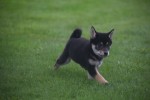 Shiba Inu (reu) 75622