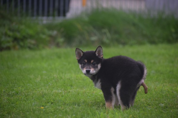 Shiba Inu (reu) 75622