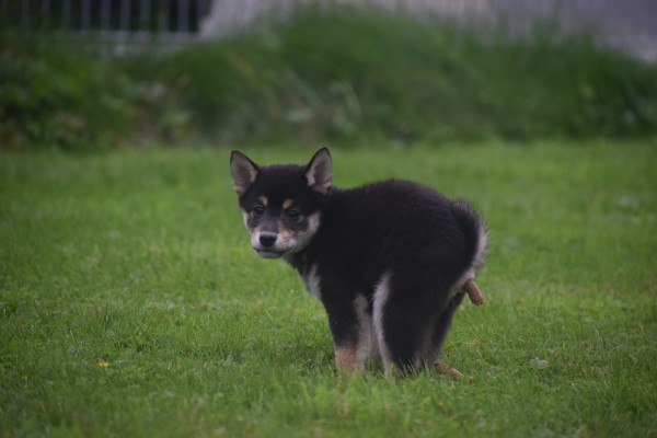 Shiba Inu (reu) 75622