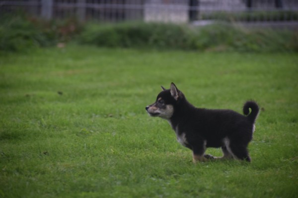 Shiba Inu (reu) 75622
