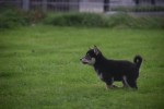 Shiba Inu (reu) 75622
