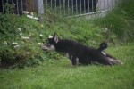 Shiba Inu (reu) 75622