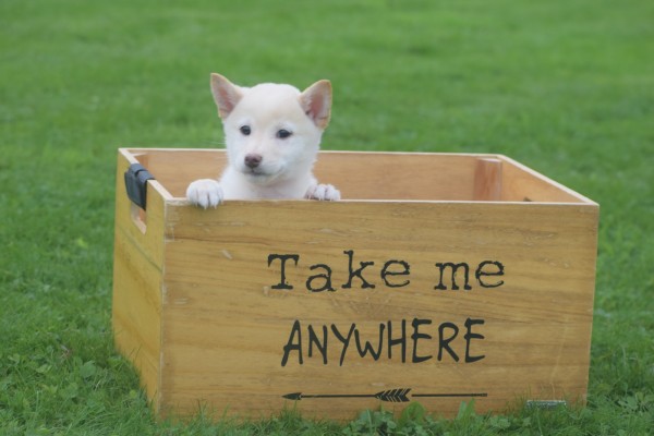 Shiba Inu (reu) 75627