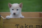 Shiba Inu (reu) 75627