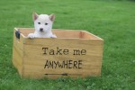 Shiba Inu (reu) 75627