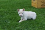 Shiba Inu (reu) 75627