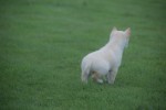 Shiba Inu (reu) 75627