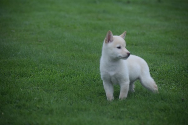 Shiba Inu (reu) 75627