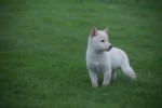 Shiba Inu (reu) 75627