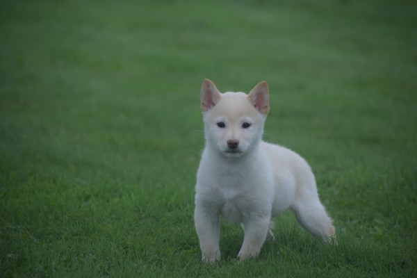 Shiba Inu (reu) 75627