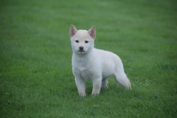 Shiba Inu (reu) 75627