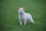 Shiba Inu (reu) 75627