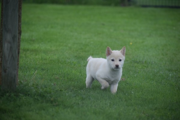 Shiba Inu (reu) 75627