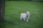 Shiba Inu (reu) 75627